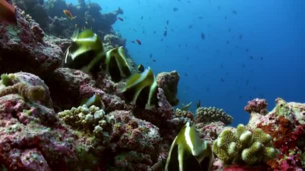 Peces mariposa en el arrecife al atardecer en busca de comida. — Vídeo de stock