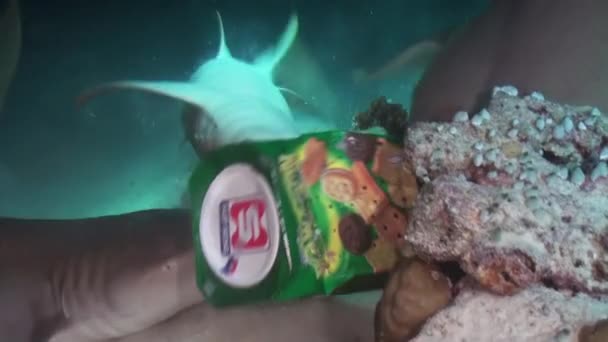 鲨鱼在礁石边游来游去寻找食物. — 图库视频影像