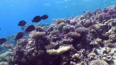 Mercan resif sualtı manzara. Kızıldeniz.