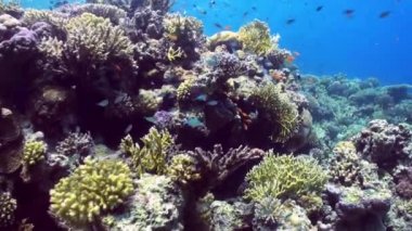Mercan resif sualtı manzara. Kızıldeniz.