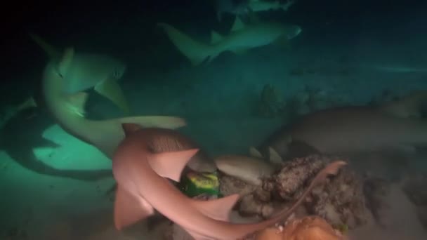 Tiburón nada en el borde del arrecife en busca de comida. — Vídeo de stock