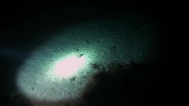 Escorpionfishe Escorpión Fishe noche en el arrecife Mar Rojo — Vídeo de stock