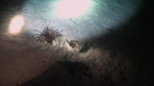 Scorpionfishe Skorpion Fishe natt på Reef Röda havet — Stockvideo