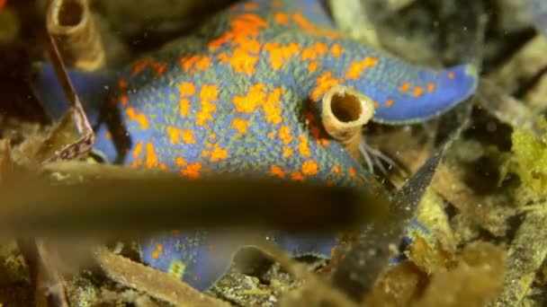 Grande étoile de mer au fond de la mer à la recherche de nourriture . — Video