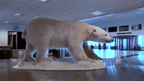 Gevulde ijsbeer in luchthaven gebouw in Longyear — Stockvideo