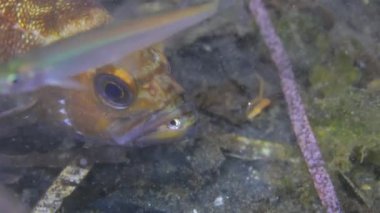 Balık ve sualtı kayaların üzerinde Japonya deniz kestanesi.