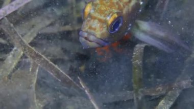 Balık ve sualtı kayaların üzerinde Japonya deniz kestanesi.