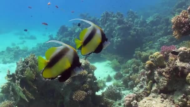 Butterfly fish on coral reef in search of food. — Stock Video