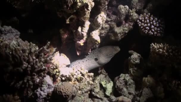 Moray anguilla ficcando la testa fuori dal suo buco nella barriera corallina . — Video Stock