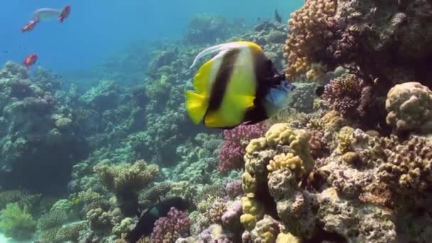 Peces mariposa en arrecife de coral en busca de comida . — Vídeos de Stock