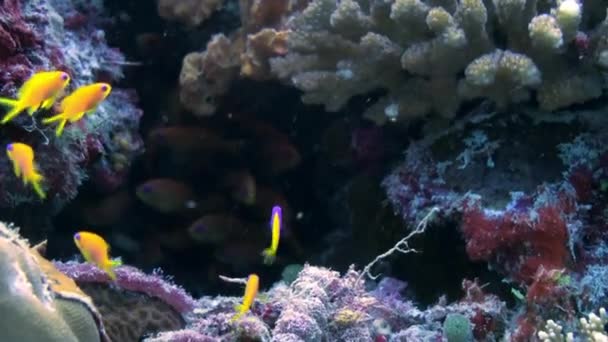 Troupeau scolaire de poissons colorés dans la soupe de mer sur le récif. — Video