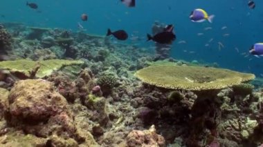 Mercan resiflerinin sualtı manzarası. Maldivler.