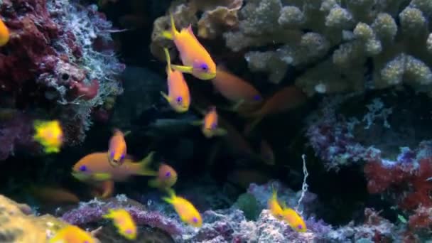 School flock of colorful fish in sea soup on reef. — Stock Video