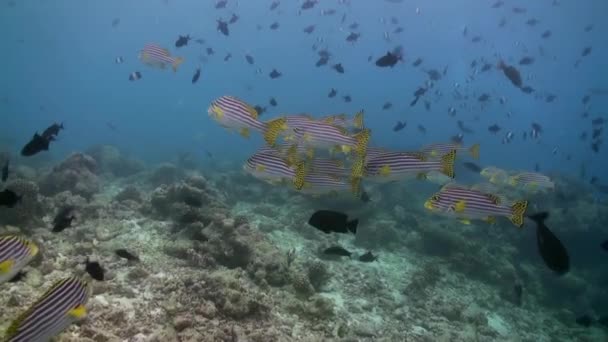 Gregge scuola di pesce di vetro sulla barriera corallina al tramonto. — Video Stock