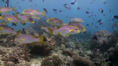Akşam karanlığında resifteki cam balık sürüsü..