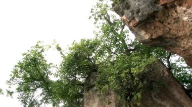 Yunnan ilindeki Fuxian Gölü kıyısında ağaçlar.