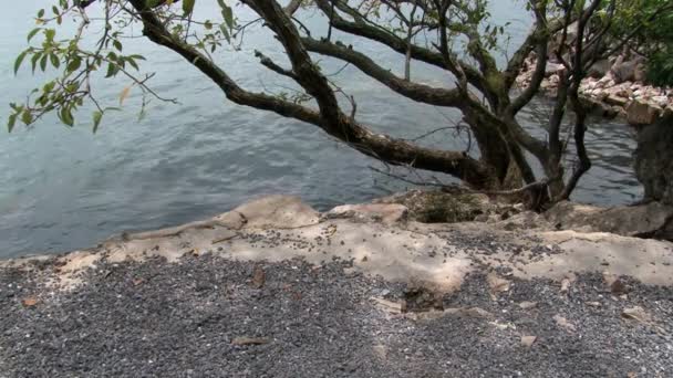 Деревья на берегу озера Фусянь в провинции Юньнань Китай. — стоковое видео