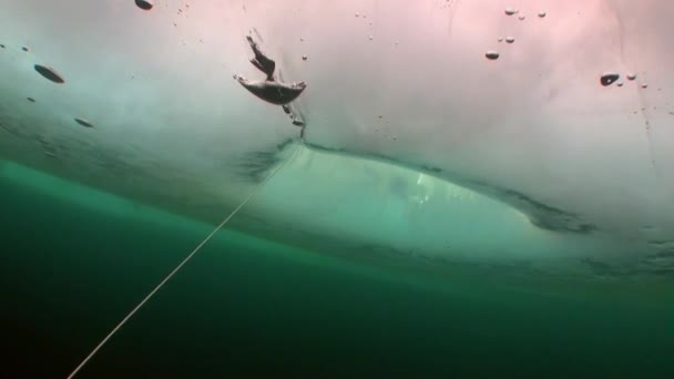 Baykal Gölü 'nün soğuk sularının altında şeffaf buzdan oluşan sualtı manzarası. — Stok video