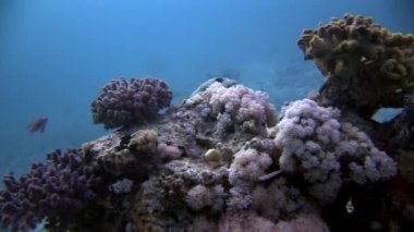 Kızıl Deniz 'de arka plandaki yumuşak mercan deniz dibinde su altında.