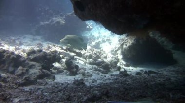 Arka plandaki balık sürüsü Kızıldeniz 'deki balık sualtı manzarası okulu.