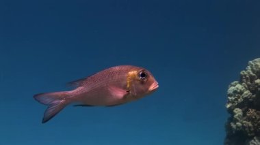 Arka plandaki balık sürüsü Kızıldeniz 'deki balık sualtı manzarası okulu.