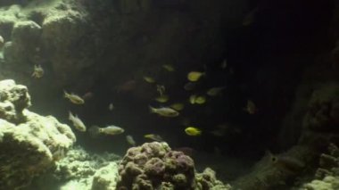 Arka plandaki balık sürüsü Kızıldeniz 'deki balık sualtı manzarası okulu.