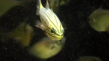 Arka plandaki balık sürüsü Kızıldeniz 'deki balık sualtı manzarası okulu.