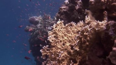 Kırmızı balık sürüsünün arka planındaki Gorgonian denizdeki mercanların altında.