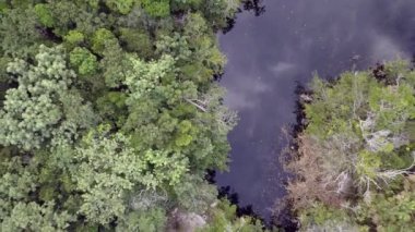 Bir genel çekim vahşi doğa çevre oldukça şeffaf tatlı su cenote.