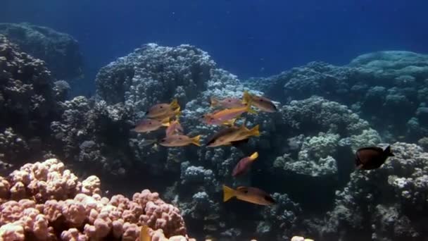 Escuela de peces en el fondo Escuela de peces paisaje submarino en el Mar Rojo. — Vídeos de Stock