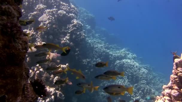 Escola de peixes no fundo Escola de peixes paisagem subaquática no Mar Vermelho. — Vídeo de Stock