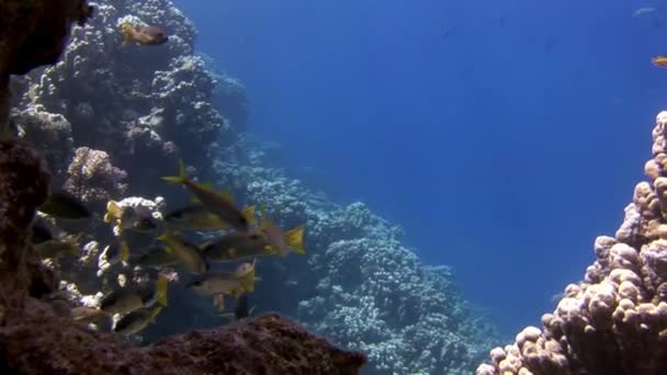 Iskola hal a háttérben Iskola halak víz alatti táj a Vörös-tengeren. — Stock videók