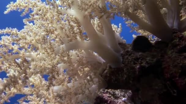 Coral suave sobre fondo fondo marino bajo el agua en el Mar Rojo. — Vídeos de Stock
