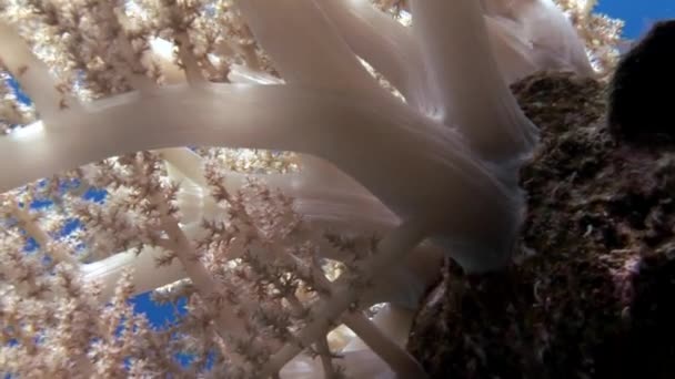 М "який корали на задньому плані морського дна під водою в Червоному морі.. — стокове відео