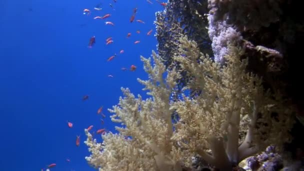 Měkké korály na pozadí mořského dna pod vodou v Rudém moři. — Stock video