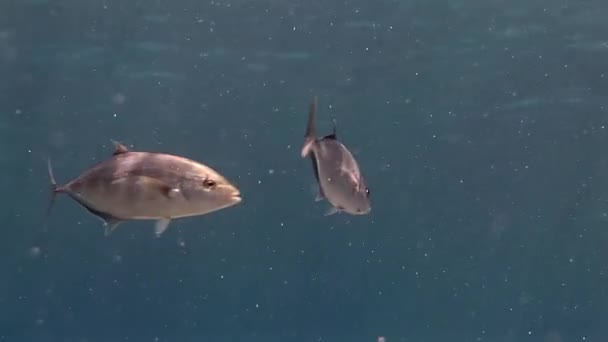 Skola av fisk på bakgrund Skola av fisk undervattens landskap i Röda havet. — Stockvideo