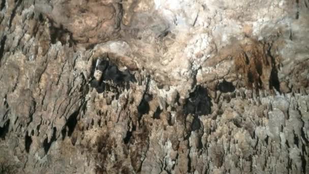 멕시코 유카탄주 의물 속에서 잠수하는 동굴. — 비디오