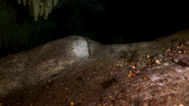 Buceo de cuevas bajo el agua en Yucatán México cenotes. — Vídeo de stock
