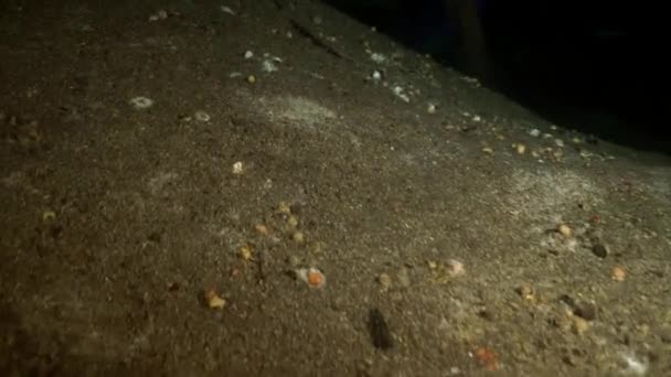 Jeskynní potápění pod vodou v Yucatan Mexiko cenoty. — Stock video