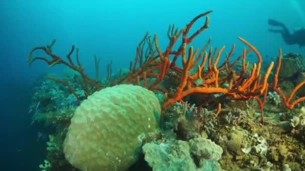 Korall på vraket under vatten på botten av Truk Lagoon på Chuuk öarna. — Stockvideo