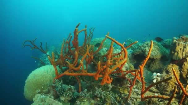 Corallo sui relitti sottomarini sui fondali della laguna di Truk sulle isole Chuuk. — Video Stock