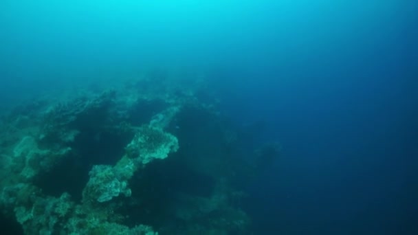 水中の沈没船の難破船のサンゴ｜トラック諸島. — ストック動画