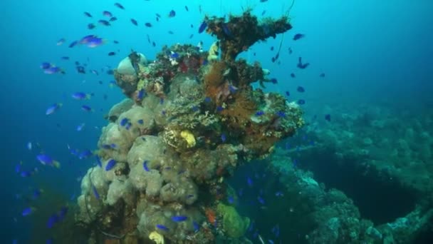 Skola av blå fisk och koraller sjunken fartyg vrak i undervattens Truk Islands. — Stockvideo