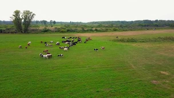 Herd of grazing cows in the field — Stock Video