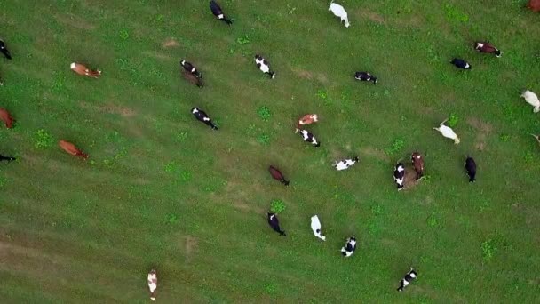 Herd of grazing cows in the field — Stock Video