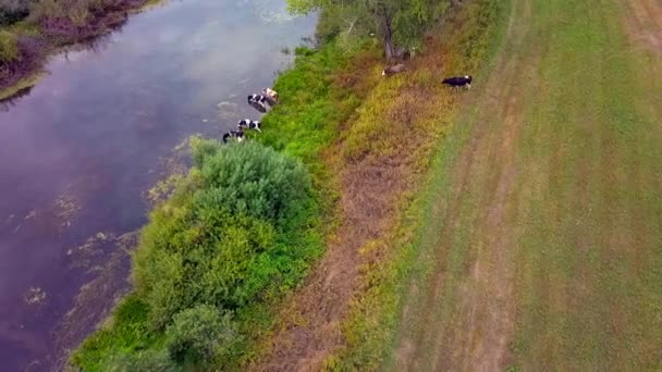 Rebaño de vacas en movimiento aéreo bebe agua en un lugar de riego en el río y pastos. — Vídeos de Stock