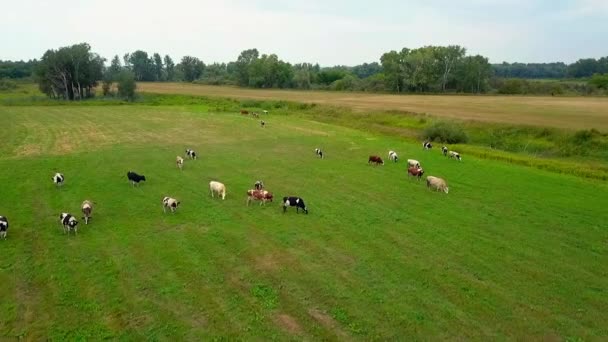 Herd of grazing cows in the field — Stock Video