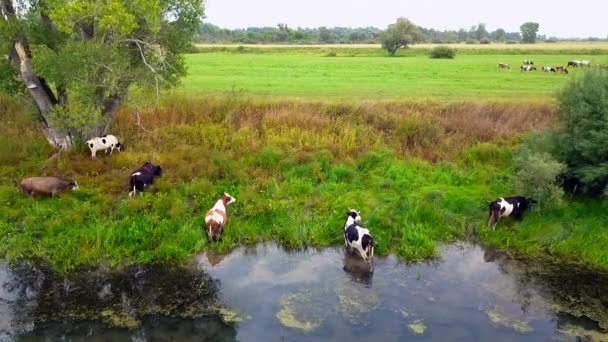 Rebaño de vacas en movimiento aéreo bebe agua en un lugar de riego en el río y pastos. — Vídeos de Stock