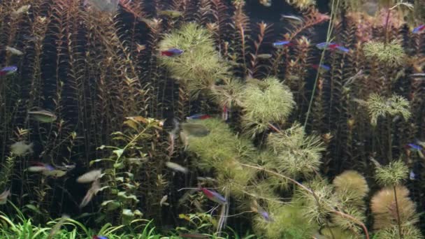 Groep vissen die zwemmen in een aquarium. Een school van inwoners in oceanarium. — Stockvideo