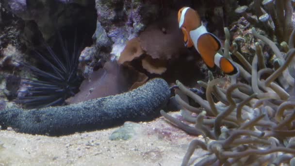 Группа рыб плавает в аквариуме. Школа обитателей океанариума. — стоковое видео